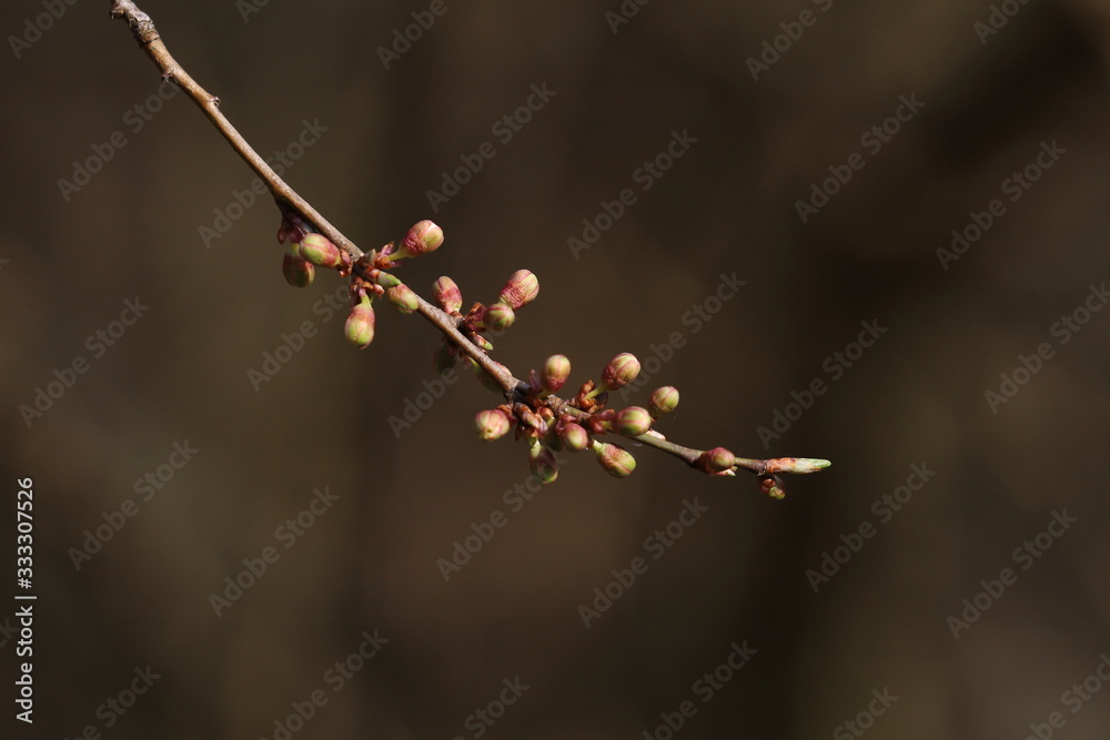 buds on a twig, spring in nature buds on a twig, spring in nature