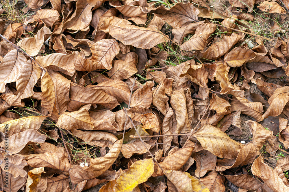 Dry withered walnut leaves after autumn leaf fall on the ground with walnuts Dry withered walnut leaves after autumn leaf fall on the ground with walnuts