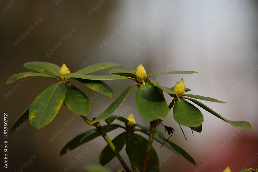 Epidendrum, orchid, spring in Poland Epidendrum, orchid, spring in Poland
