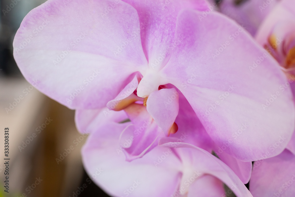 A closeup view of a pink Phalaenopsis orchid plant.