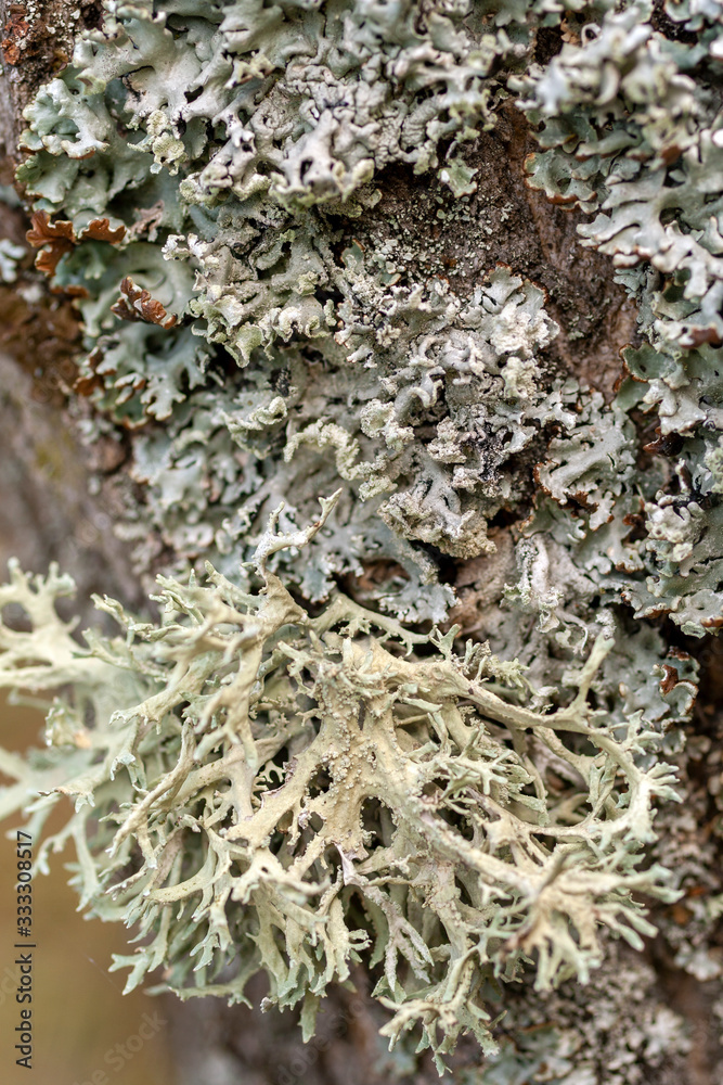 Tree trunk texture and background with moss and lichen. Mossy bark tree texture. Tree trunk texture and background with moss and lichen. Mossy bark tree texture.