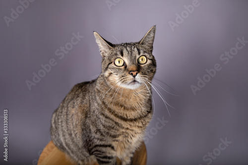Close up of a wide eyed surprised gray and black tabby house cat in studio portrait 