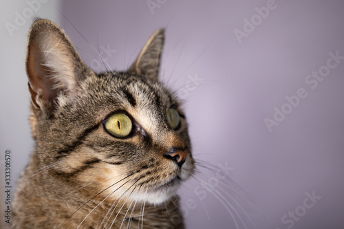 Close up of black and gray tabby cat eye long whiskers in studio portrait  © Rebecca