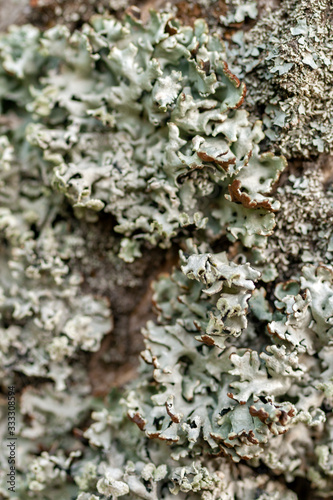 Tree trunk texture and background with moss and lichen. Mossy bark tree texture.