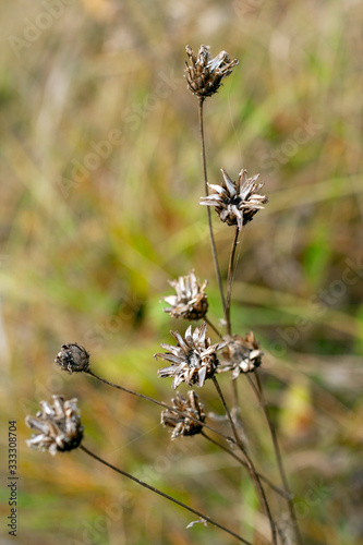 Small dry flower on an autumn meadow © skovalsky