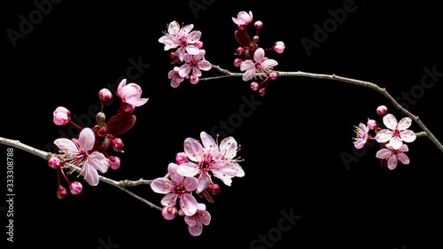 4K Time Lapse of blossoming branch with pink Cherry blossom flowers. Time-lapse spring tree branch with flowers and buds, isolated on black background. Stick tree branch springtime.