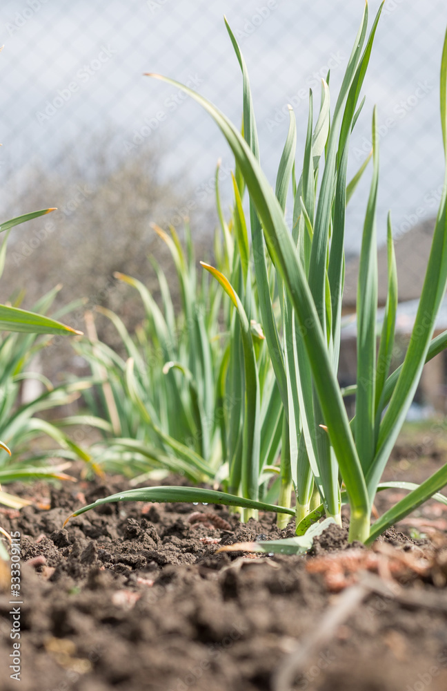 garlic plants in the vegetable garden garlic plants in the vegetable garden