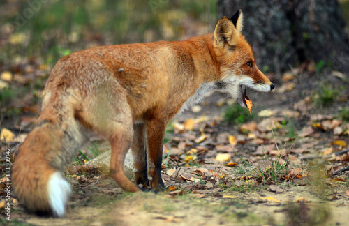 Portrait of Red Fox  Vulpes vulpes 