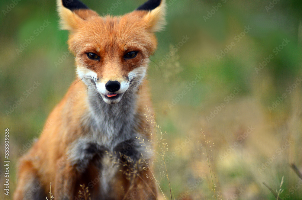 Portrait of Red Fox (Vulpes vulpes)