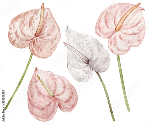 Tropical flowers, blush pink and white anthuriums. Watercolor hand-drawn illustration isolated on white background.