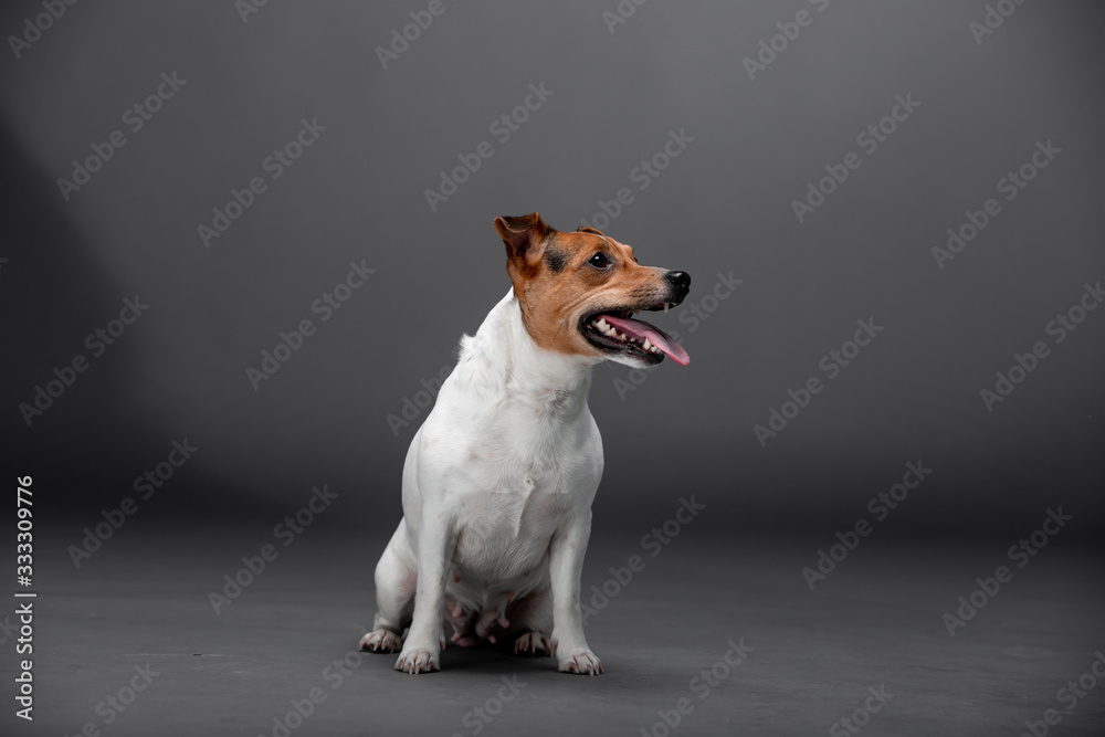 Beautiful dog Jack Russell Terrier on the backgrounds Beautiful dog Jack Russell Terrier on the backgrounds