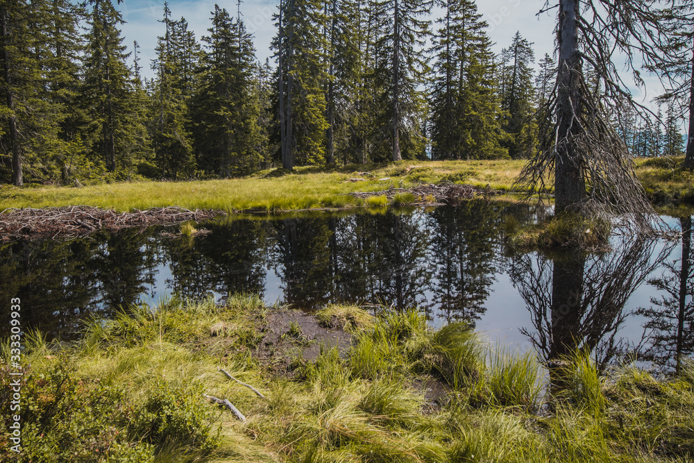 Dark alpine lake on a green meadow surrounded by trees high up in Austrian Tauern. Dark alpine lake on a green meadow surrounded by trees high up in Austrian Tauern.