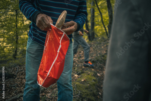 Man picking up mushrooms in the forest. Leisure activity of picking up mushrooms and putting them in a plastic bag. Edible delights from nature