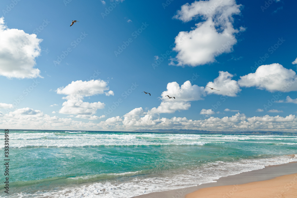 Beach scene. Beautiful turquoise colored ocean, cloudy sky, and flock of flying birds