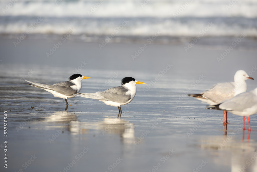 Seagulls on the beach, Bondi Beach Australia Seagulls on the beach, Bondi Beach Australia