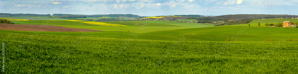 panoramic view of green field full of wheat, colorful slopes at spring time