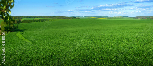 Panoramic view of weaves of green field with blue sky