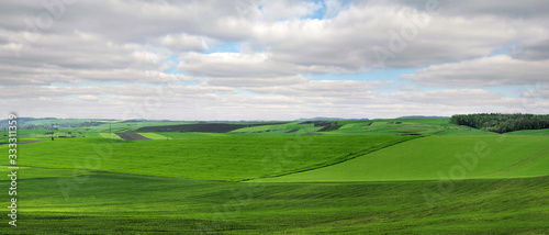 lines of the agricultural green fields at spring time
