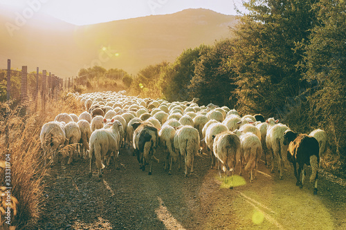 Flock of sheep agricultural village Perdaxious Carbonia Sardinia photo