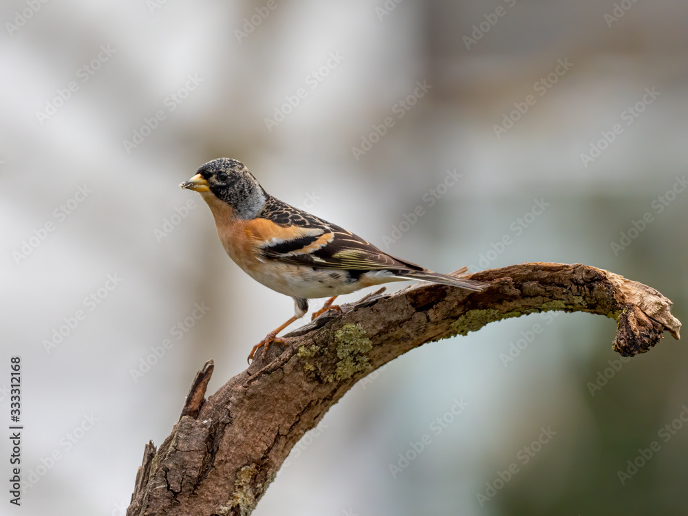 Ein Bergfink auf einem alten Ast vor unscharfem Hintergrund Ein Bergfink auf einem alten Ast vor unscharfem Hintergrund
