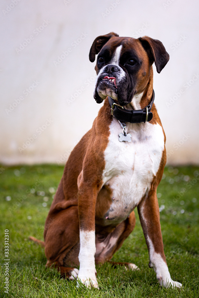 chien boxer assis