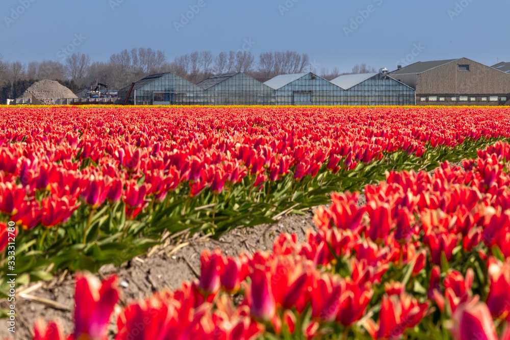 Dutch tulip fields in spring on a flower farm with red blossoming tulips