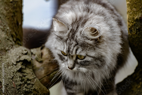 Norwegische graue Waldkatze auf der Jagt