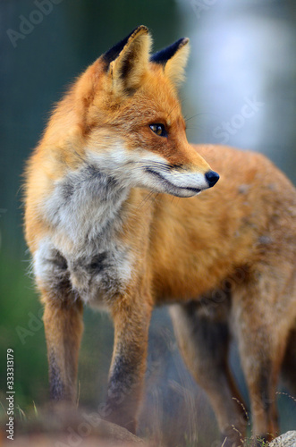 Portrait of Red Fox (Vulpes vulpes) © adventure