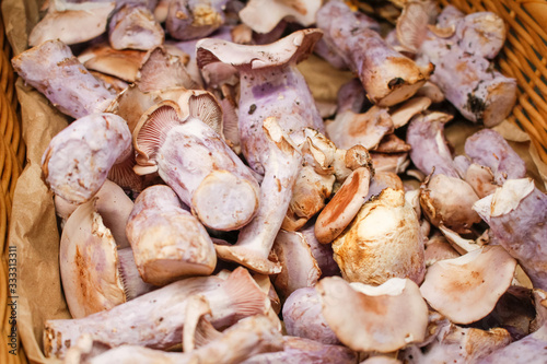 A view of a basket full of bluefoot mushrooms on display at a local grocery store.