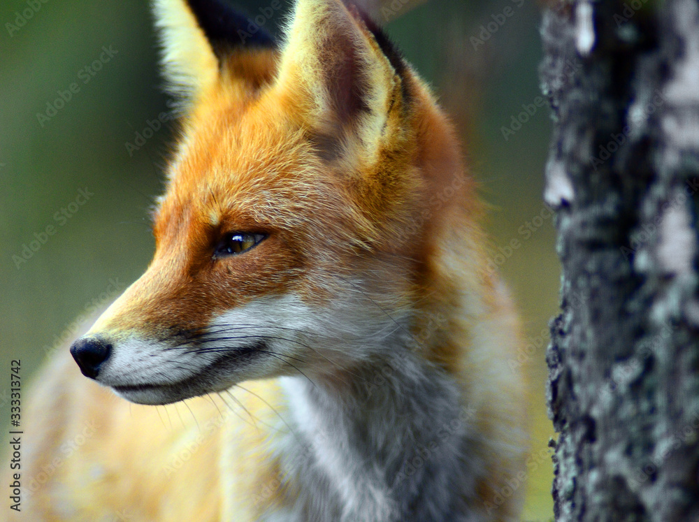 Fototapeta premium Portrait of Red Fox (Vulpes vulpes)