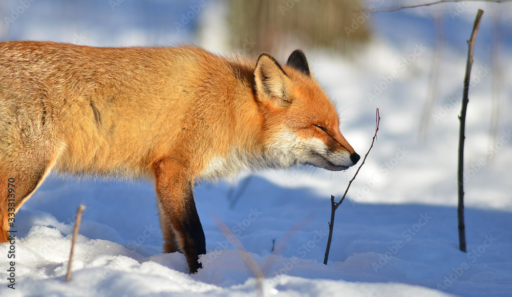 Portrait of Red fox (Vulpes vulpes) in winter Portrait of Red fox (Vulpes vulpes) in winter