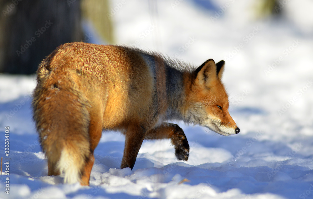 Obraz premium Portrait of Red fox (Vulpes vulpes) in winter