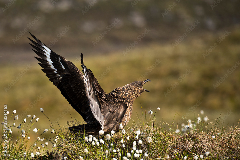 Obraz premium Great skua