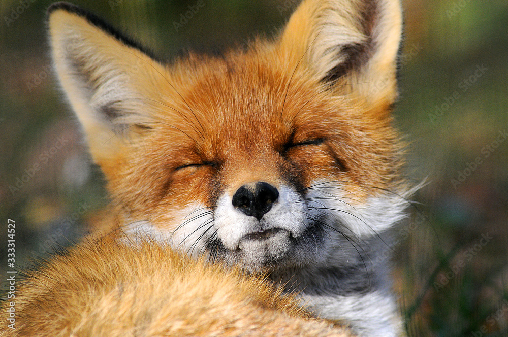 Obraz premium Portrait of Red Fox (Vulpes vulpes)