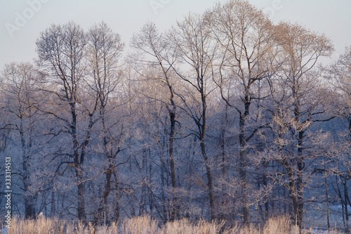 Wallpaper Mural 霧氷 Torontodigital.ca