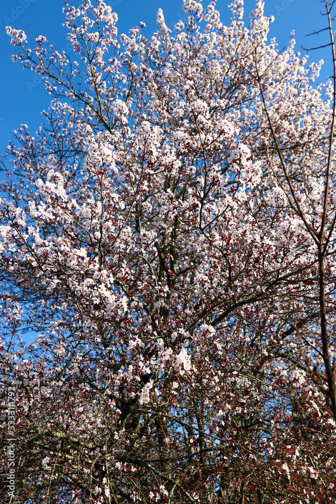 Detail of tree branch with white and red flower with blue sky background.