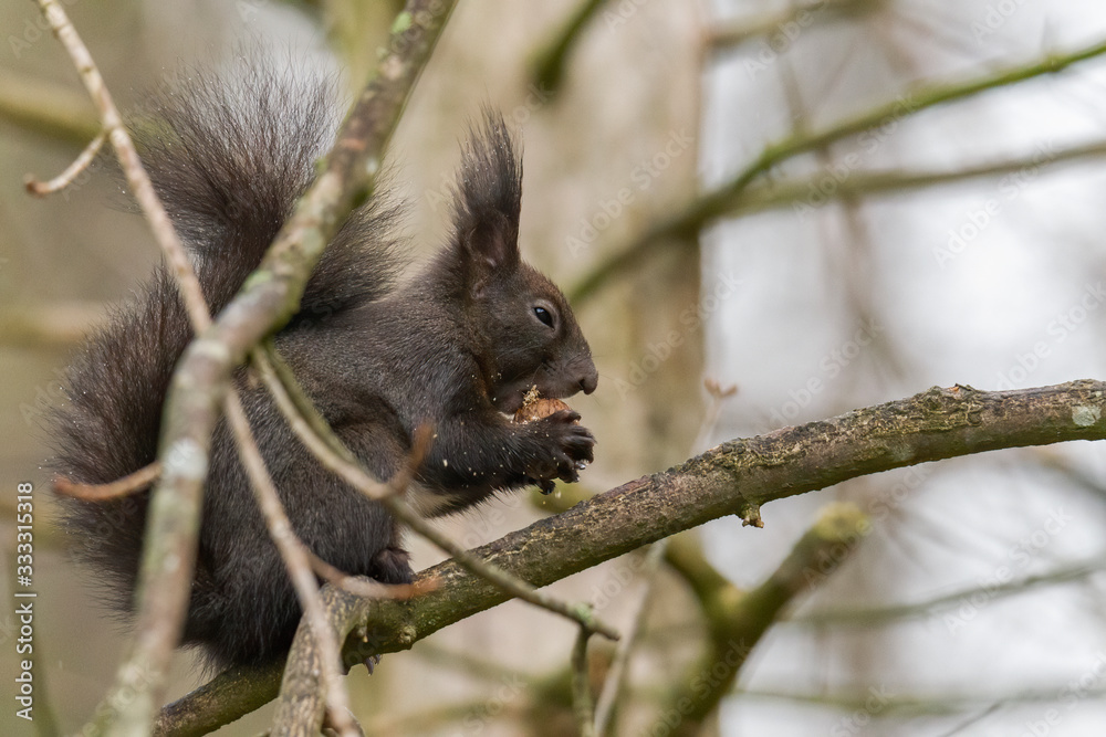 European brown squirrel in winter coat on a branch in the forest European brown squirrel in winter coat on a branch in the forest