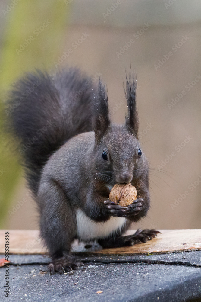 European brown squirrel in winter coat on a branch in the forest European brown squirrel in winter coat on a branch in the forest