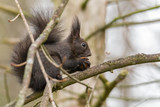 European brown squirrel in winter coat on a branch in the forest
