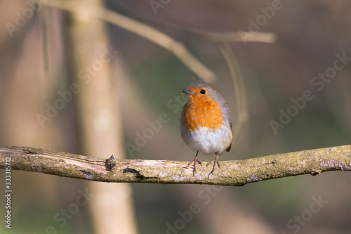 A robin sits on a branch © were