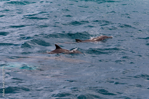 watching dolphins in blue water at tropical island, Maldives