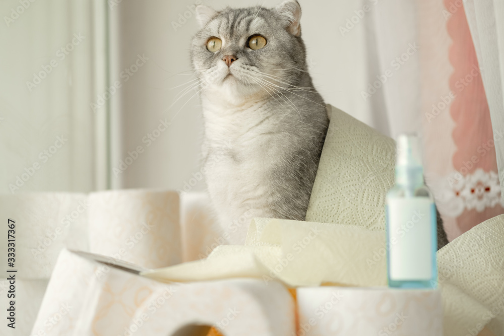 .A lonely somber gray striped young cat sits on a windowsill with rolls of toilet paper. The concept of self-isolation, stay home, the effect of coronovirus on animals, quarantined entertainment,