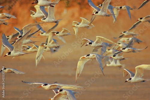 Nature and Wildlife