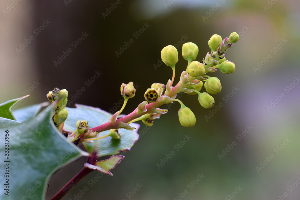 Oregon Grape Buds 02 Oregon Grape Buds 02