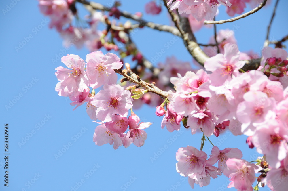 Obraz premium 桜 鹿児島県出水市