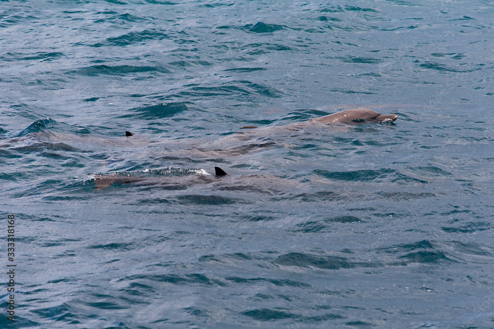 Obraz premium watching dolphins in blue water at tropical island, Maldives