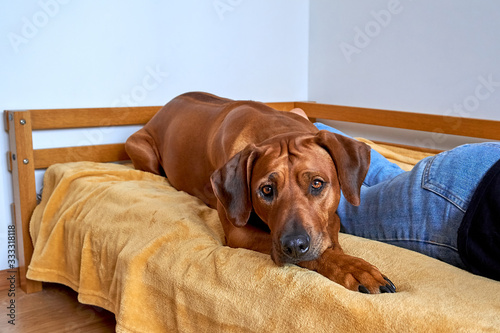 Dog lying on yellow blanket on owner's bed