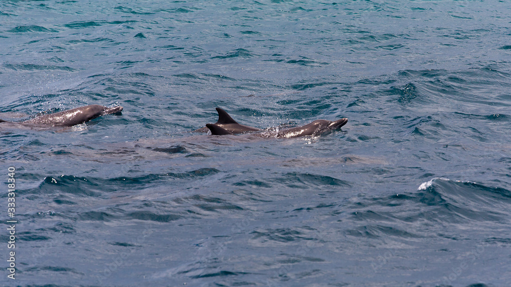 Fototapeta premium watching dolphins in blue water at tropical island, Maldives
