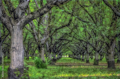 Foto Canopy