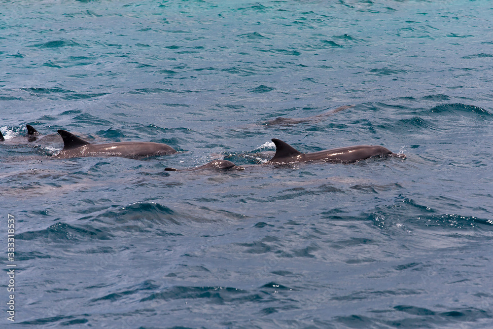 Fototapeta premium watching dolphins in blue water at tropical island, Maldives